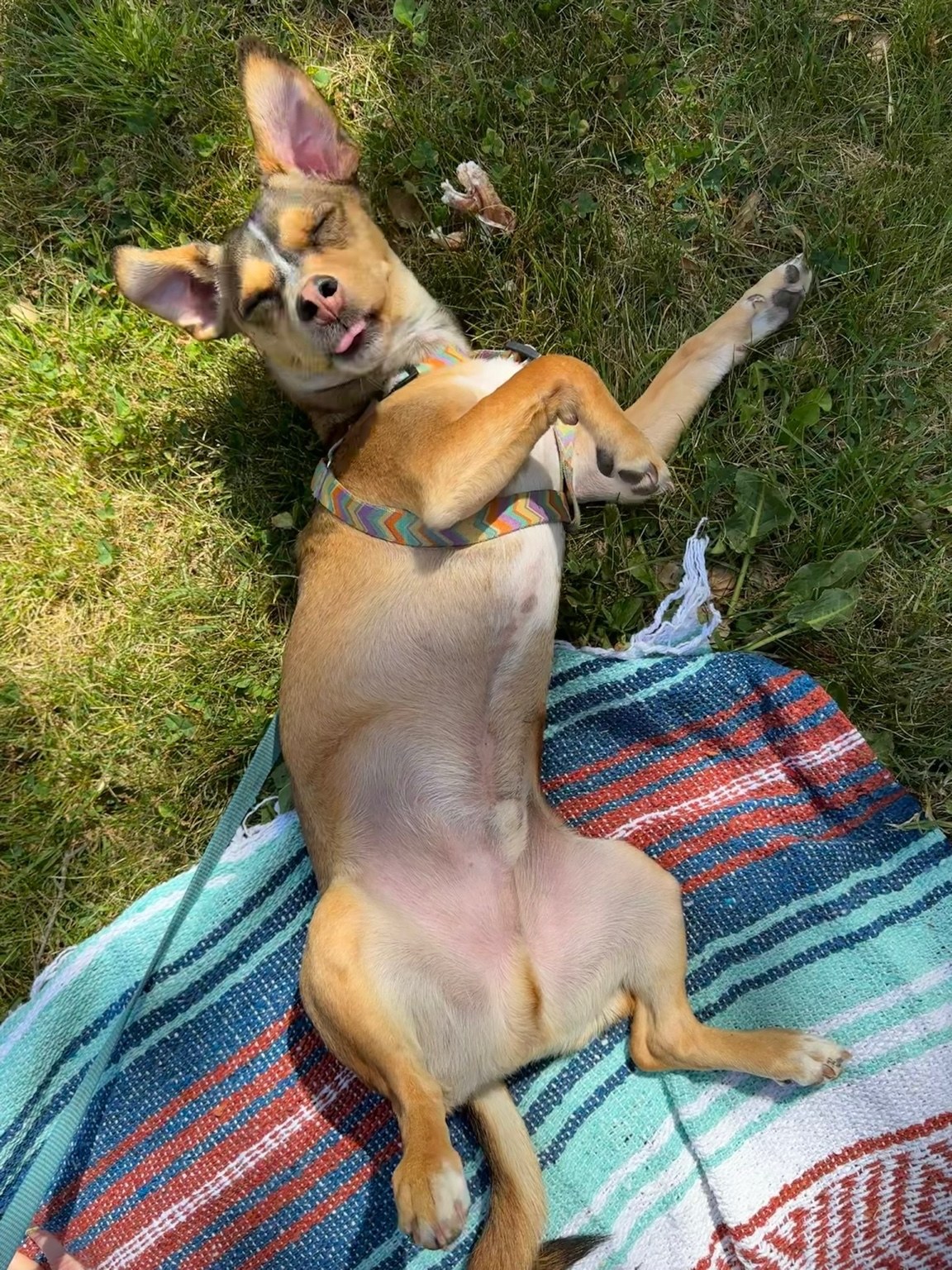 Bandit relaxing belly-up in the grass with his tongue out