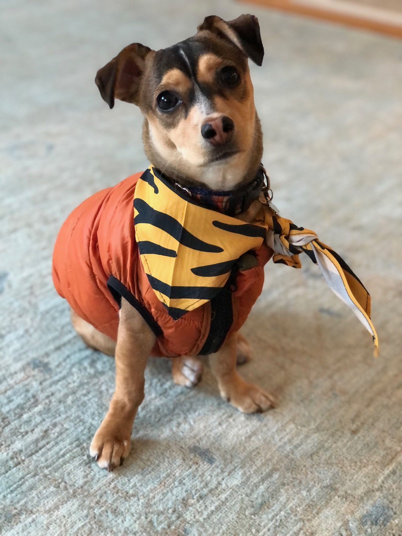 Bandit wearing an orange jacket and yellow bandana
