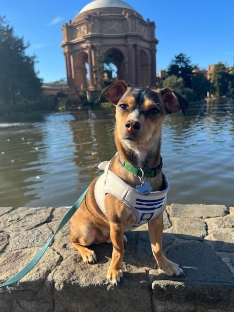 Bandit at the Palace of Fine Arts