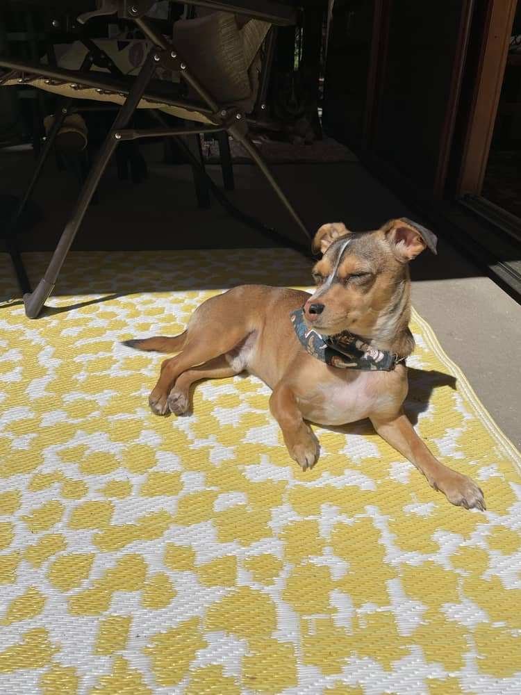 Bandit lying in a sunny spot