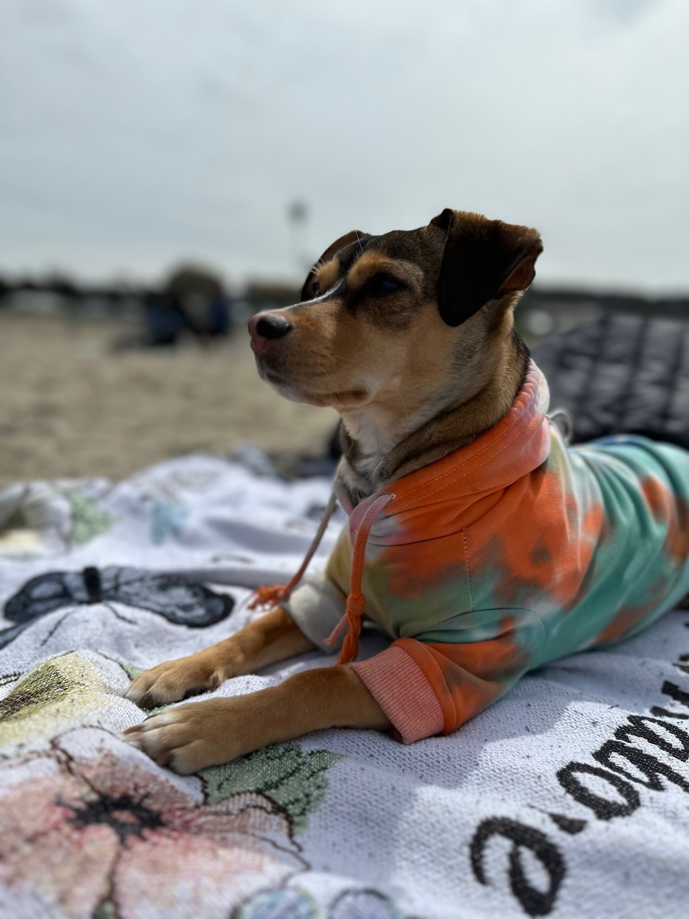 Bandit in a colorful tie-dye hoodie